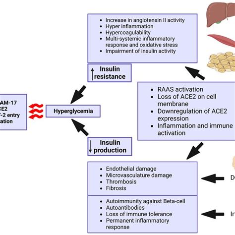 Illustrating The Cascade Of Events Triggered By Severe Acute Download Scientific Diagram