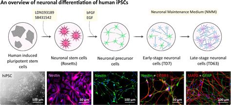 Folate Targeted Anticancer Drug Delivery Via A Combination Off