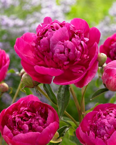 Paeonia Lactiflora Félix Crousse Bare Roots — Buy Magenta Purple