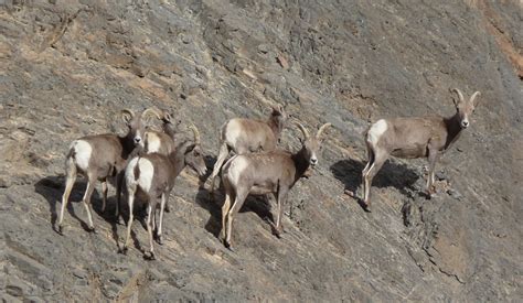 Studying Bighorn Sheep - Death Valley National Park (U.S. National Park ...