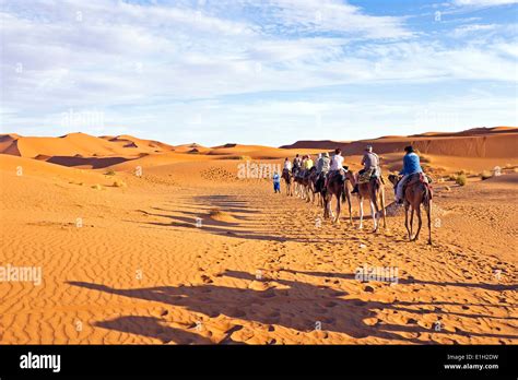 Camel Caravan Going Through The Sand Dunes In The Sahara Desert