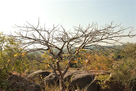 The Varied Ecosystems Of Peninsular India Roundglass Sustain