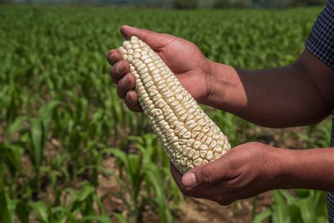 Potencia Agricultura producción de granos básicos en ejidos de Atenco