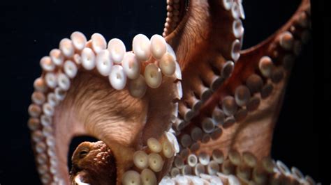 Scientists Unveil Genome of 'Remarkable' Octopus