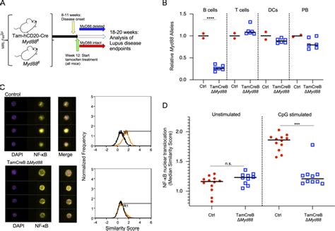 Tamoxifen Induced Deletion Of Myd88 In B Cells Results In Suppressed