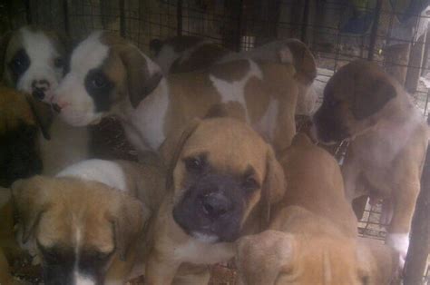 piebald Boerboel Pups For Sale - Pets - Nigeria