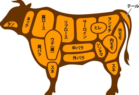 牛肉の部位と特徴 株式会社ふじなわ