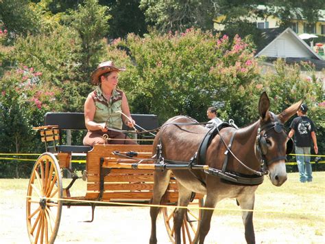 St.Clair Red Mule Farm -Mule & Donkey Adventures: My Mules Confirm that I am truly CRAZY!