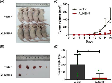 Overexpression Of Alkb Homologue Alkbh Inhibited The Proliferation