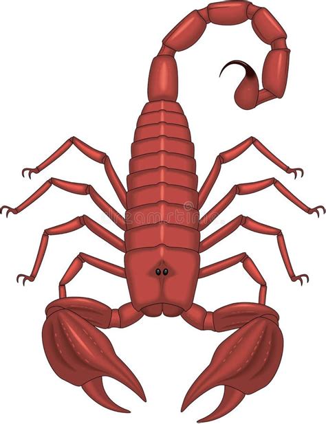 Scorpion Vector Illustration Stock Vector Illustration Of Arachnid