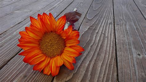 Kostenlose Foto Draussen Bl Hen Wachstum Holz Stengel Blume