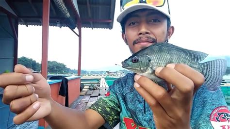 Mancing Disini Hasilnya Memuaskan Pesta Strike Ikan Nila Youtube