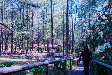 Agenda Propia El bosque es el corazón de Ixtlán la historia de la