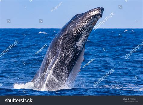 Juvenile humpback whale head lunging off Sydney, Australia #Ad , #AFF ...