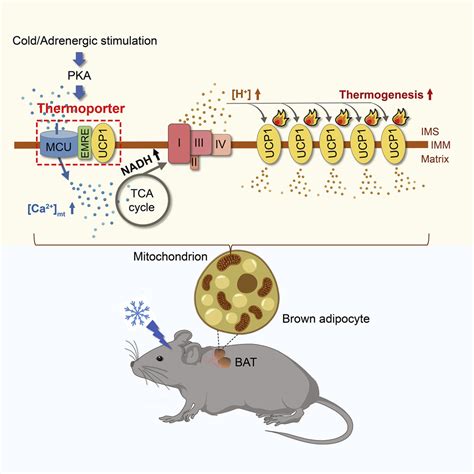 The Mitochondrial Calcium Uniporter Engages Ucp To Form A Thermoporter