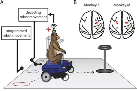 科学家开发无线脑机接口，让猴子用思想控制轮椅 生物探索