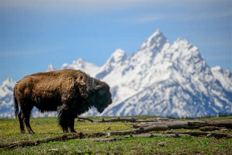 Jorn Vangoidtsenhoven Wildlife And Nature Photography Bison In Grand