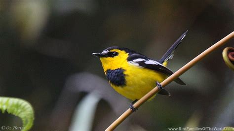 Australasia Bird Families Of The World