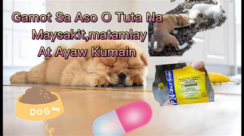 Gamot Sa Aso O Tuta Na Maysakit Matamlay At Ayaw Kumain Youtube