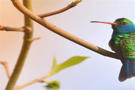 Cuál es la Influencia de la Latitud en la Migración de los Colibríes