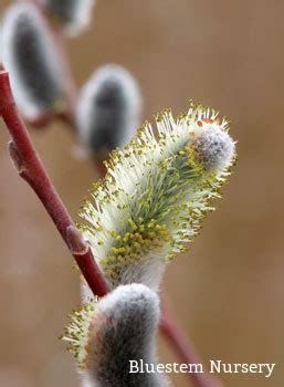 Salix Chaenomeloides Giant Pussy Willow