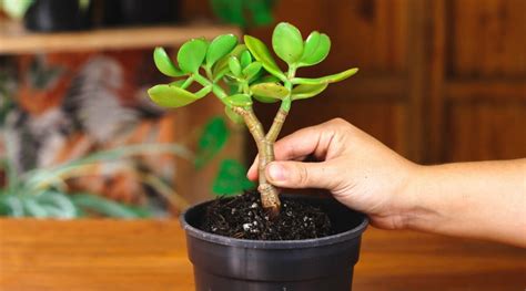 How To Repot A Jade Plant In 4 Simple Steps