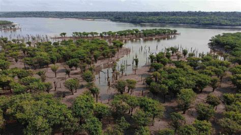 Seca Extrema Na Amaz Nia Como O Desmatamento Altera O Regime De Chuvas