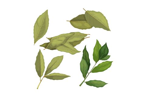 Bay Leaf Spice Herb Set Cartoon Vector Graphic By Pikepicture