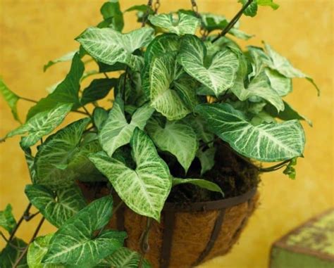 17 Indoor Vine Plants for The Ultimate Jungle Vibe - Hort Zone