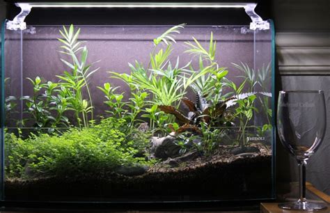 Terrestrial Plants Sevenports Nano Aquariums