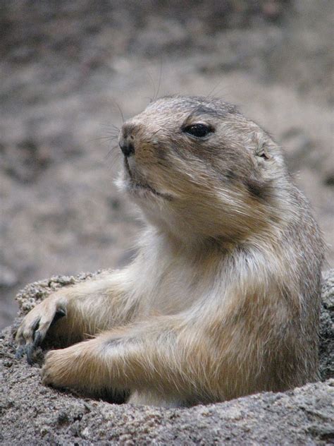 100+ Free Groundhog & Animal Images - Pixabay