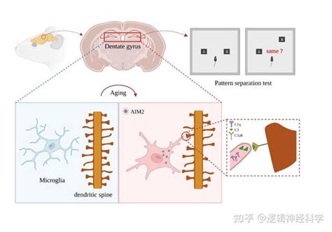 Aging Cell︱南京大学徐运团队揭示aim2通过补体依赖的小胶质细胞突触吞噬介导衰老相关认知功能障碍 知乎