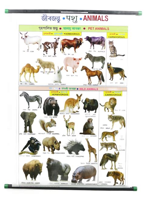 animals chart large vibrant color wild pet animals chart  word