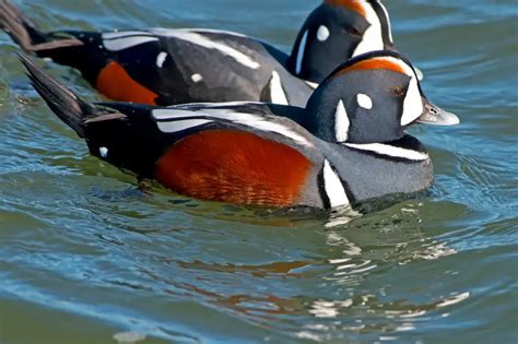 Harlequin Ducks (Histrionicus histrionicus) Information | Earth Life