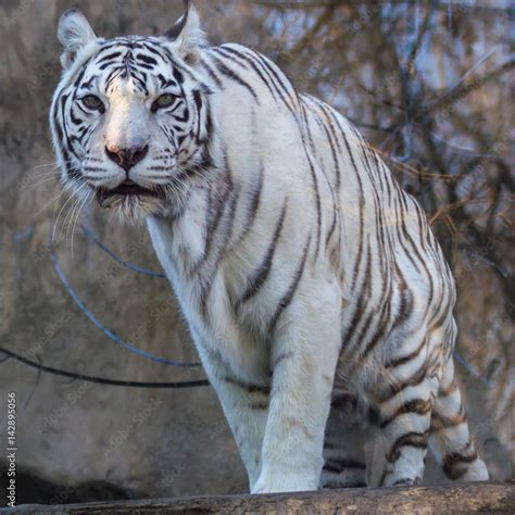 White Tiger Bengal Tiger Species With A Congenital Mutation The