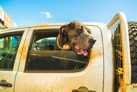 C Mo Transportar A Tu Mascota En Carro O Suv Los Coches