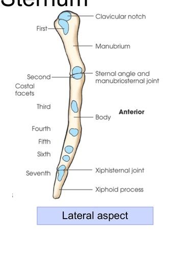 Ch Procedures Bony Thorax Flashcards Quizlet