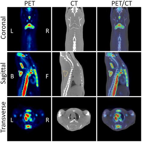 Frontiers Preclinical In Vivo Imaging For Fat Tissue Identification