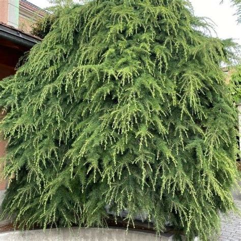 C Der Himal Jsky Pendula Cm Cedrus Deodara Pendula