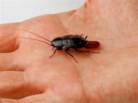 Can Cockroaches Crawl In Your Ear Pest Control Options