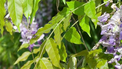 Chinese Wisteria Wisteria Sinensis Plant Identification Youtube