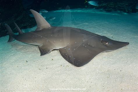 Whitespotted shovelnose ray pictures. Images of Rhynchobatus australiae ...