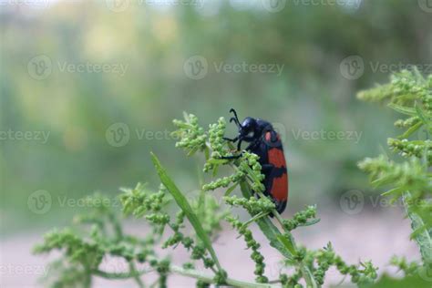 Blister beetle photos from different angles 29383468 Stock Photo at ...