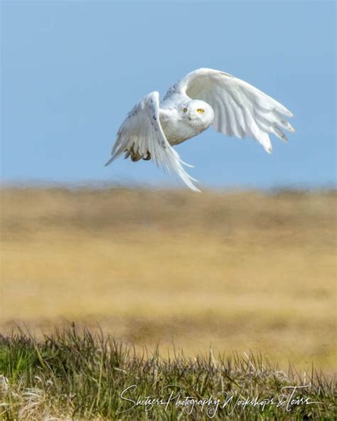 Snowy owl soaring over the tundra - Shetzers Photography