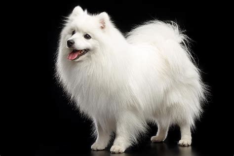 Japanese Spitz - Dog Breed Information | Japanese spitz dog, Spitz dogs ...