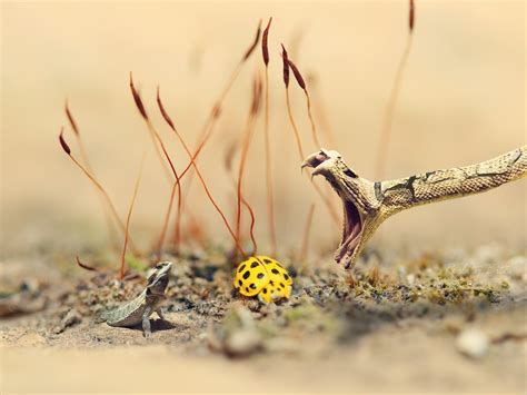 Fondos de pantalla Animales naturaleza césped fotografía rama