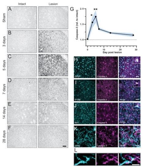 Ijms Free Full Text Non Apoptotic Caspase Activation Mediates