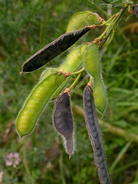 Cytisus scoparius (Scotch broom): Go Botany