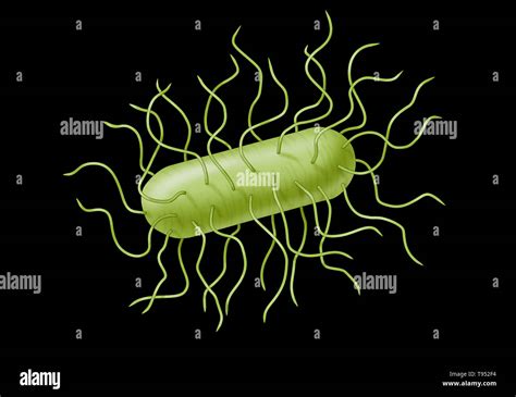 Gram Negative Rods E Coli