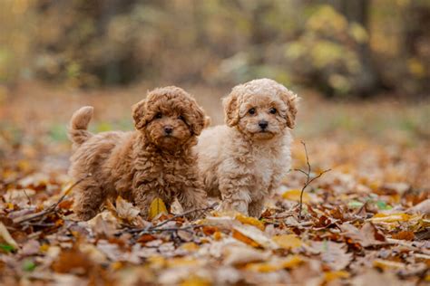 8 Best Miniature Poodle Breeders In Ontario